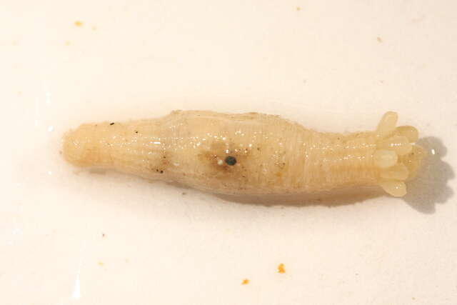 Image of 10-tentacle burrowing anemone