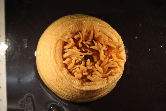 Image of horseman anemone