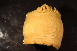 Image of leathery anemone