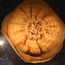 Image of Urticina piscovora