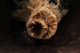 Image of Lowridge cactus coral