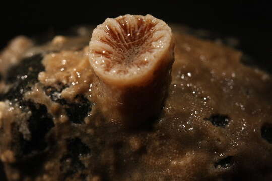 Image of Lowridge cactus coral