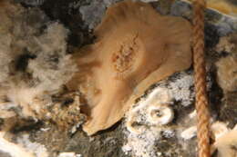 Image of Corallimorphus pilatus Fautin, White & Pearson 2002