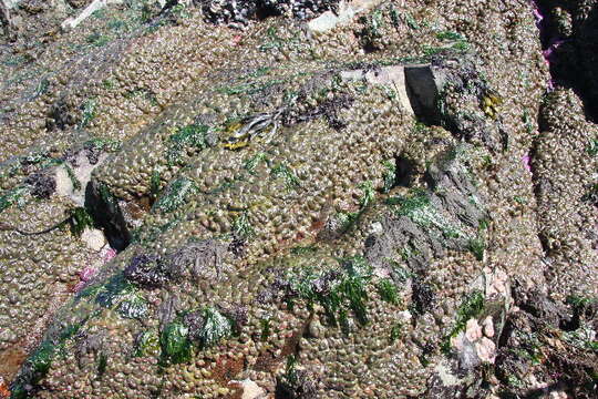 Plancia ëd Anthopleura elegantissima (Brandt 1835)