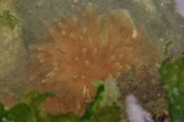 Image of Christmas anemone