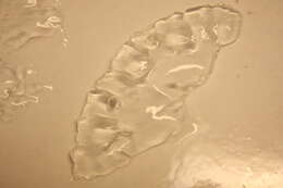 Image of Narcomedusae Haeckel 1879