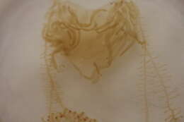 Image of penicillate jellyfish