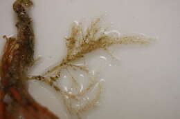 Image of hydrozoans