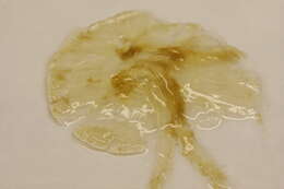 Image of Compass jellyfish