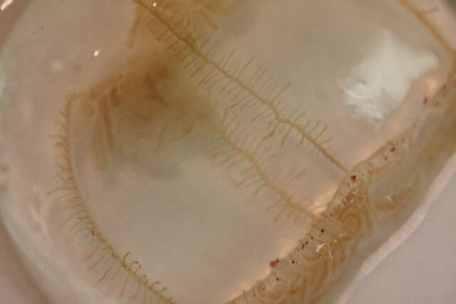 Image of penicillate jellyfish