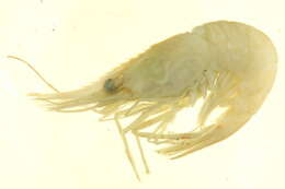 Image of dock shrimp