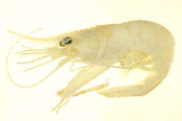 Image of dock shrimp