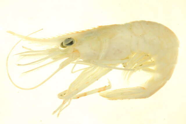 Image of dock shrimp