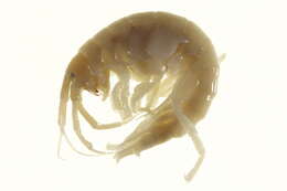 Image of Ampithoidae Boeck 1871