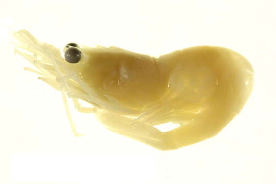 Image of Fabricius's shrimp