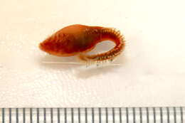 Image of Scalibregma Rathke 1843