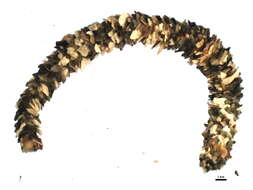 Owenia fusiformis Delle Chiaje 1844 resmi