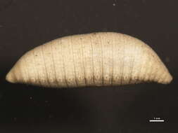 Image of Bradabyssa villosa (Rathke 1843)