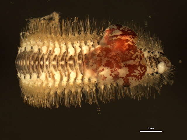 Image of Harmothoe imbricata