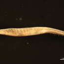 Image de Armandia brevis (Moore 1906)