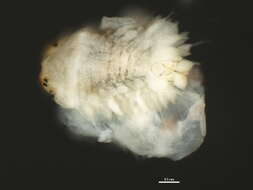 Image of polynoid scaleworms