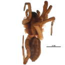 Image of Schizocosa humilis (Banks 1892)