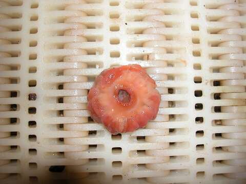 Image of Northern red anemone