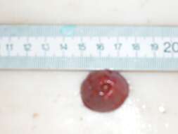 Image of red stomphia