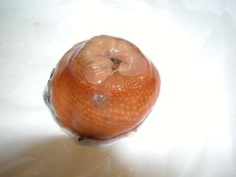 Image of Northern red anemone