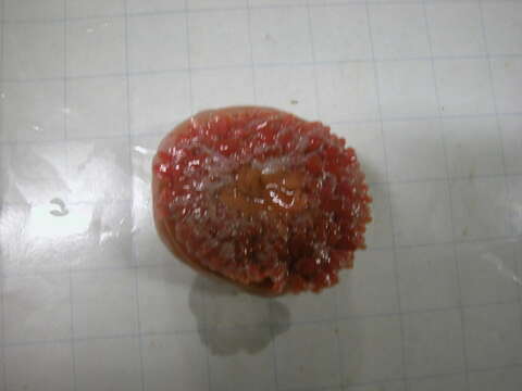 Image of cnidarians