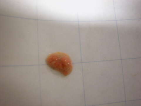 Image of cnidarians