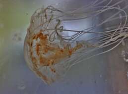 Image of true jellyfish