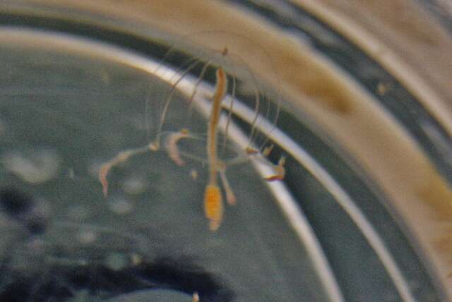 Image of clapper hydroid