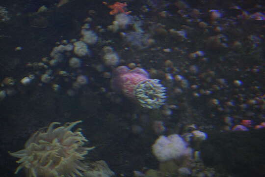 Image of Northern red anemone