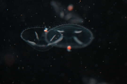Image of umbrella jellyfish