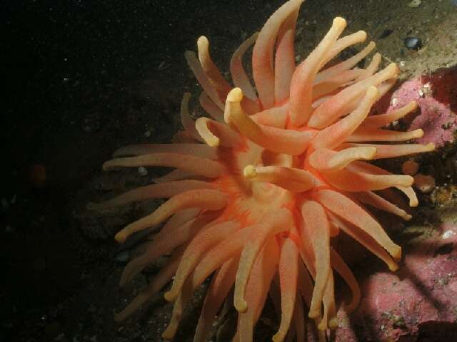 Image of Northern red anemone