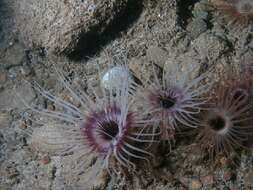 Image of Pachycerianthus borealis (Verrill 1873)