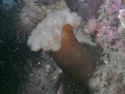 Image of brown sea anemone