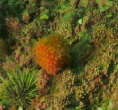 Image of Snail fur hydroid