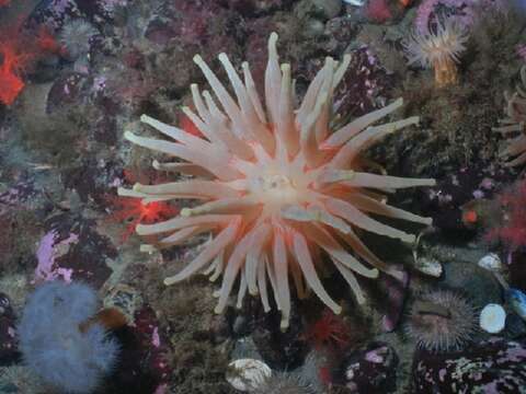 Image of Northern red anemone