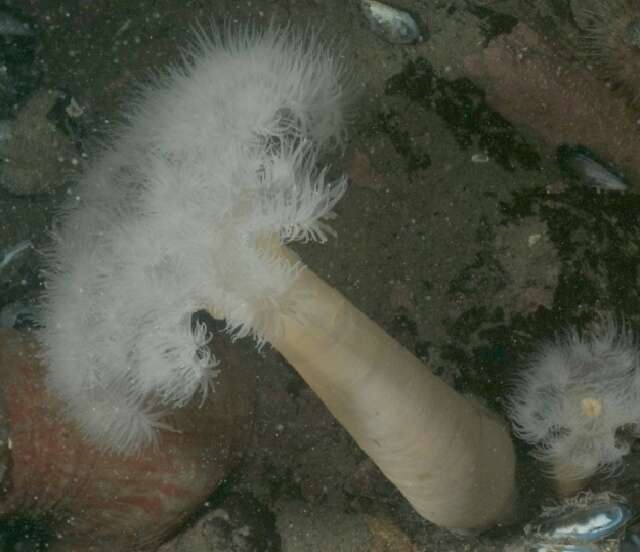 Image of brown sea anemone