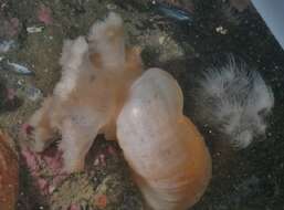 Image of brown sea anemone