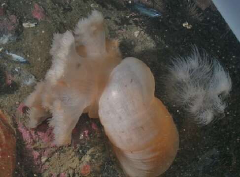 Image of brown sea anemone