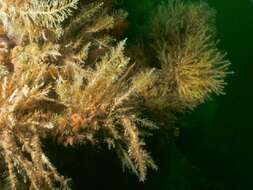 Image of herring-bone hydroid