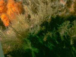 Image of herring-bone hydroid