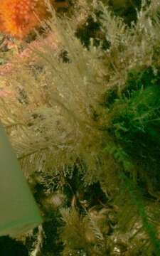 Image of herring-bone hydroid