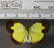 Image of Eurema andersoni (Moore 1886)