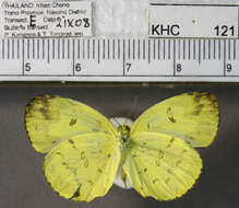 Image of Eurema andersoni (Moore 1886)