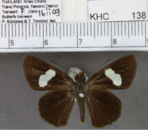 Notocrypta paralysos Wood-Mason & de Nicéville 1881 resmi