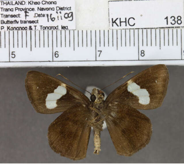 Notocrypta paralysos Wood-Mason & de Nicéville 1881 resmi